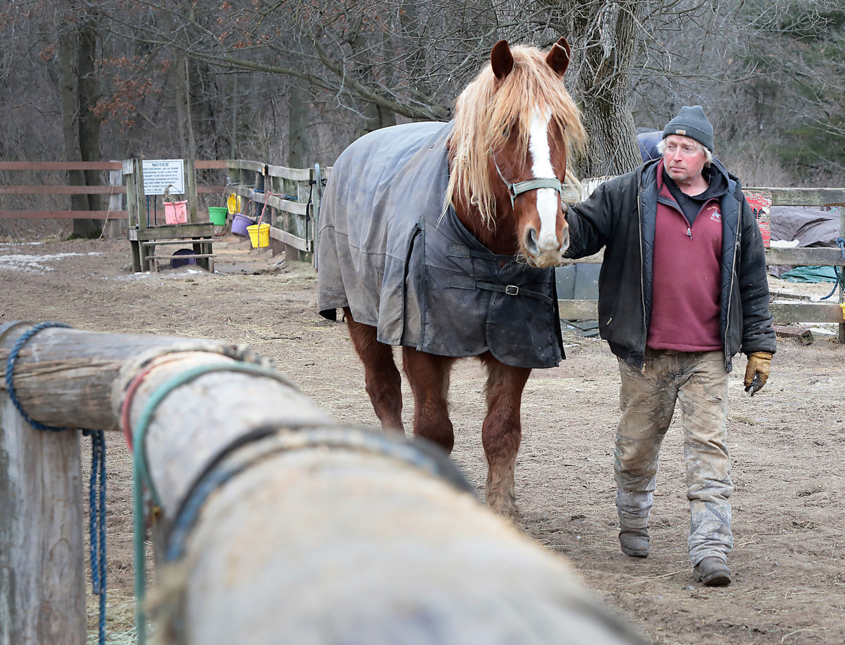 Horse deaths